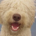 Barbet