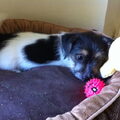 Jack Russell Terrier