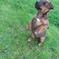 Jack Russell Terrier