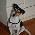 Jack Russell Terrier