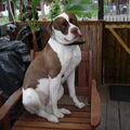 Amerikaanse Bulldog