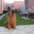 Briard