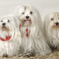 Maltezer
