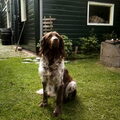 Duitse Staande Hond, Langhaar