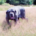Mastino Napoletano