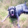 Mastino Napoletano