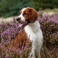 Welsh Springer Spaniel