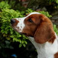 Welsh Springer Spaniel
