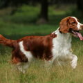 Welsh Springer Spaniel