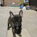Franse Bulldog
