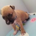 American Staffordshire Terrier