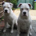 Amerikaanse Bulldog