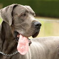 Duitse Dog