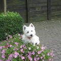 West Highland White Terrier