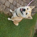 Shiba