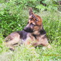 Duitse Herder