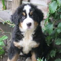 Berner Sennenhond