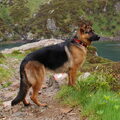 Duitse Herder