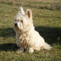 West Highland White Terrier
