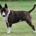 Bull Terrier, miniatuur