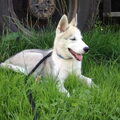 Siberische Husky