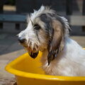Grand Basset griffon vendéen