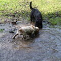 Engelse Cocker Spaniel of toch een Engelse Vieze Spaniel ???????