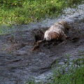 Engelse Cocker Spaniel of toch een Engelse Vieze Spaniel ???????
