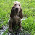 Engelse Cocker Spaniel of toch een Engelse Vieze Spaniel ???????