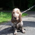 Engelse Cocker Spaniel of toch een Engelse Vieze Spaniel ???????