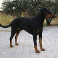 Dobermann