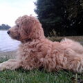 Labradoodle