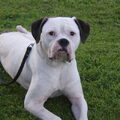 Amerikaanse Bulldog