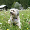 Pyrenese Herdershond