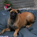 Bullmastiff