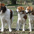 Kooikerhondje