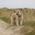 Pyrenese Herdershond