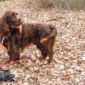 Field Spaniel