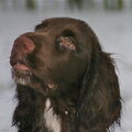 Field Spaniel