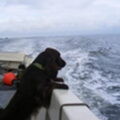 Field Spaniel