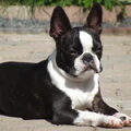 Boston Terrier