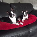 Boston Terrier