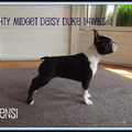 Boston Terrier