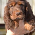 Field Spaniel