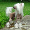 Chinese Naakthond