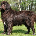 Newfoundlander