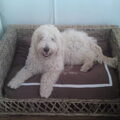 Labradoodle