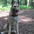 Laekense Herder