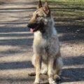 Laekense Herder