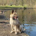 Laekense Herder